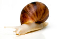 Archachatina rhodostoma Benin albino body, juvenil, 25mm